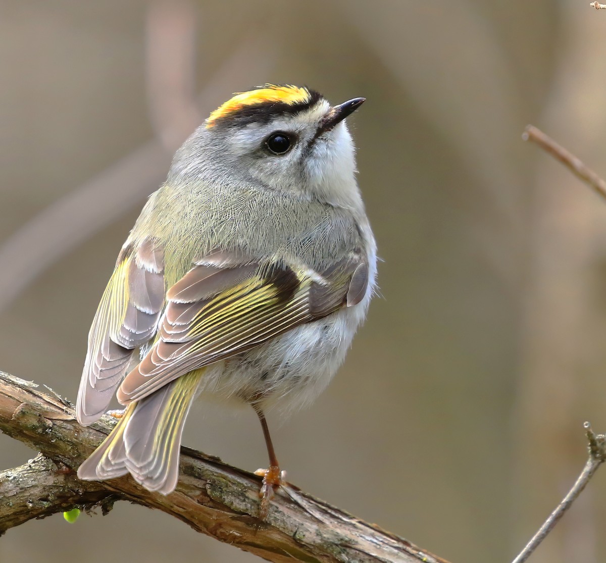 Golden-crowned Kinglet - ML633889377