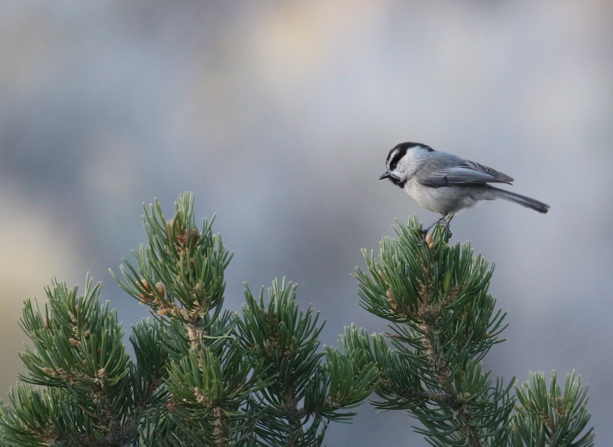Mountain Chickadee (Rocky Mts.) - ML633889526