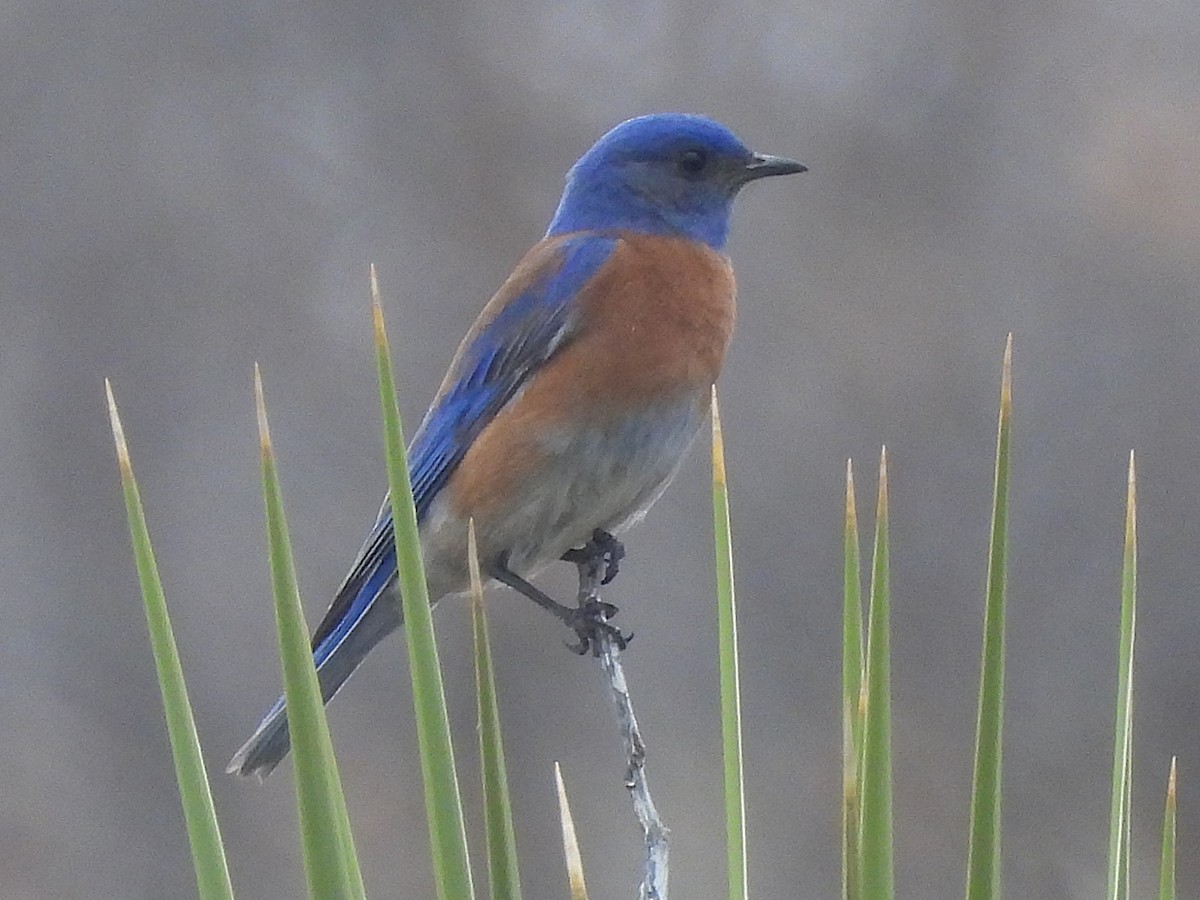 Western Bluebird - ML633889528