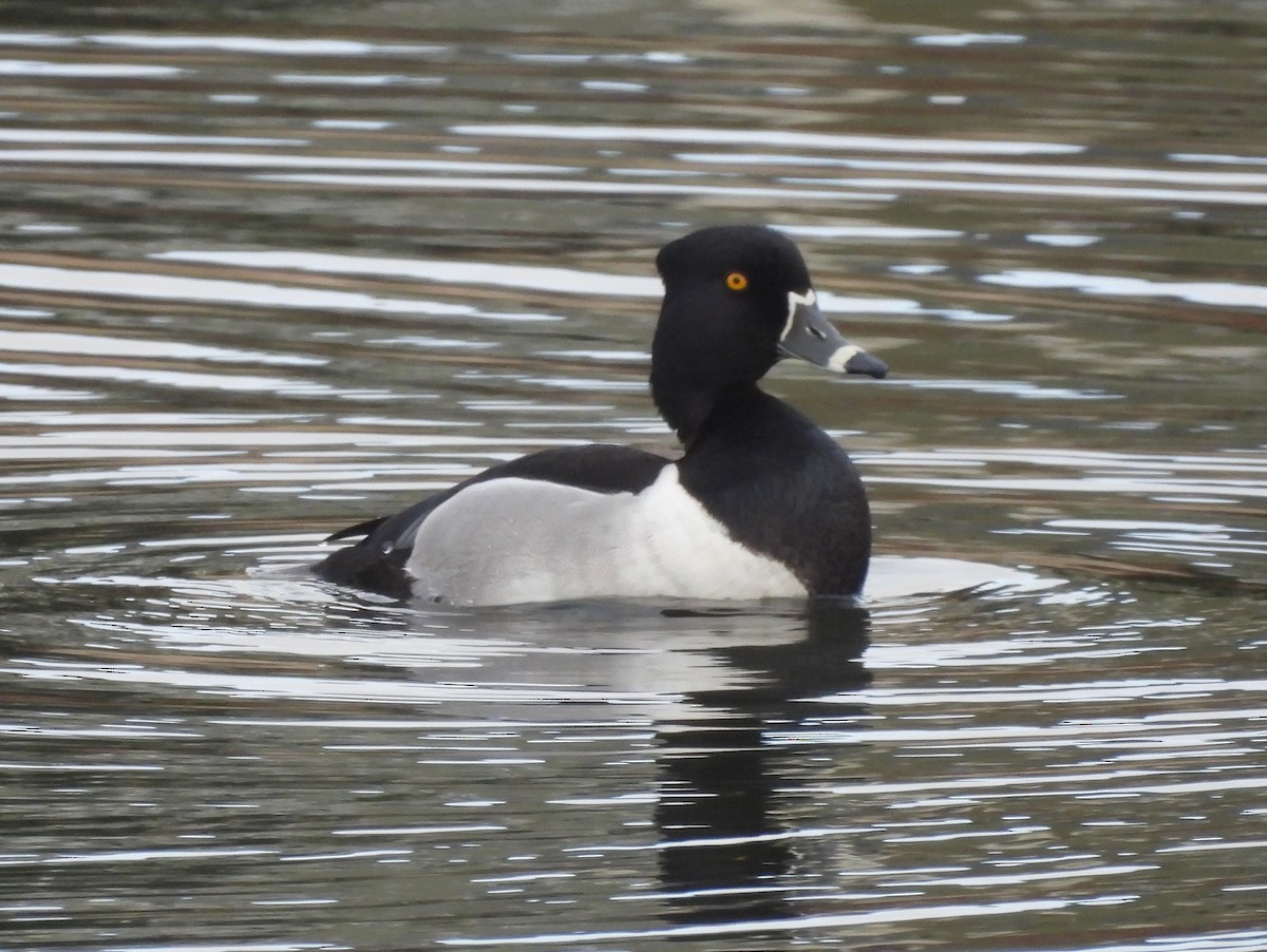 Ring-necked Duck - ML633889554