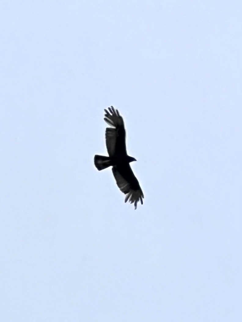Zone-tailed Hawk - ML633889555