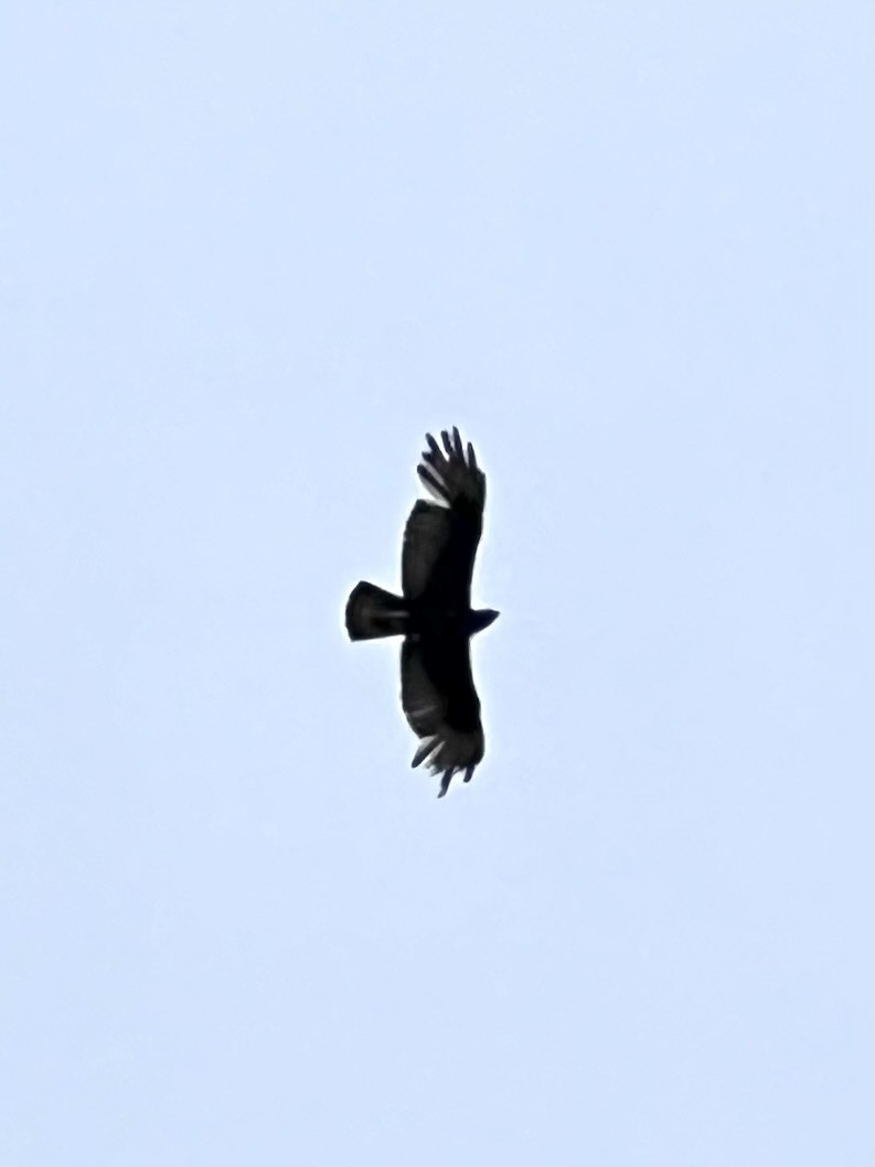 Zone-tailed Hawk - ML633889556