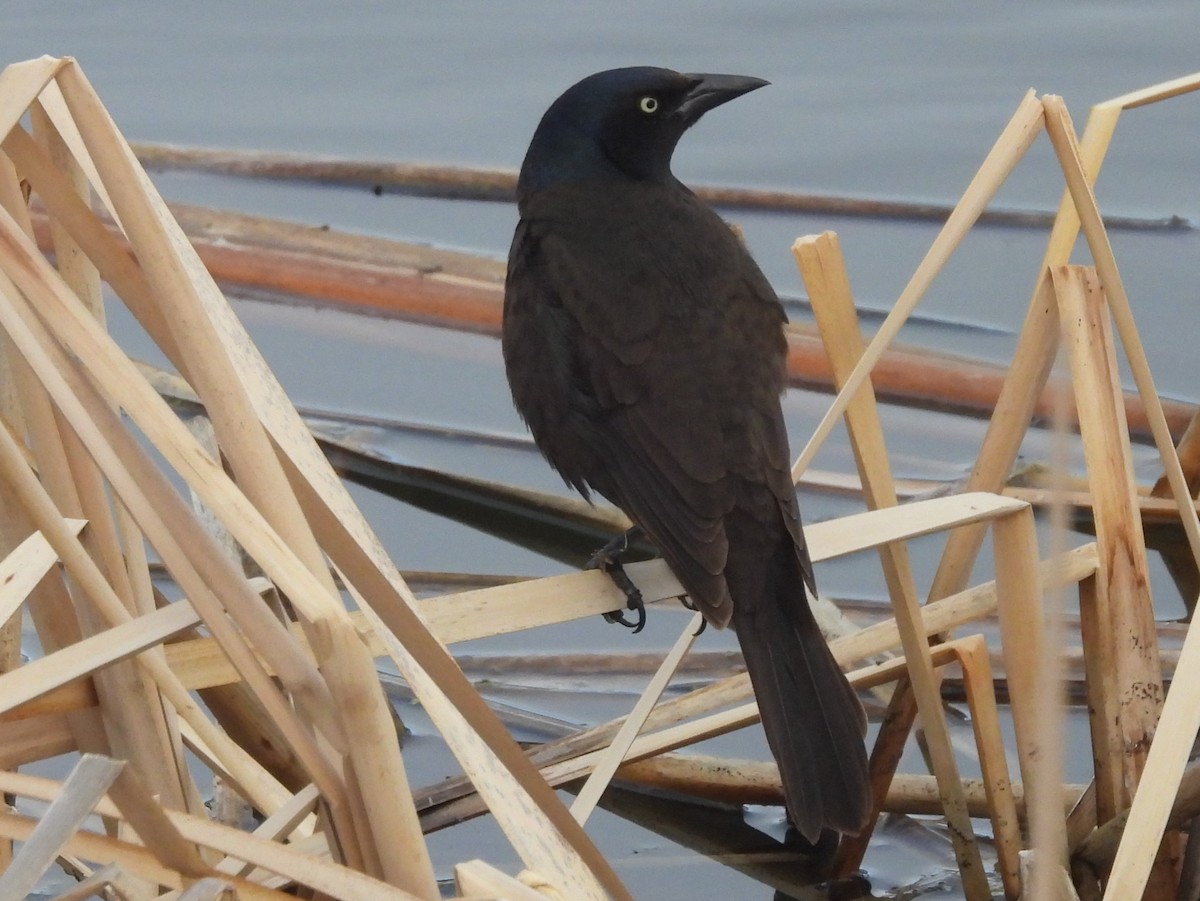 Common Grackle - ML633889566