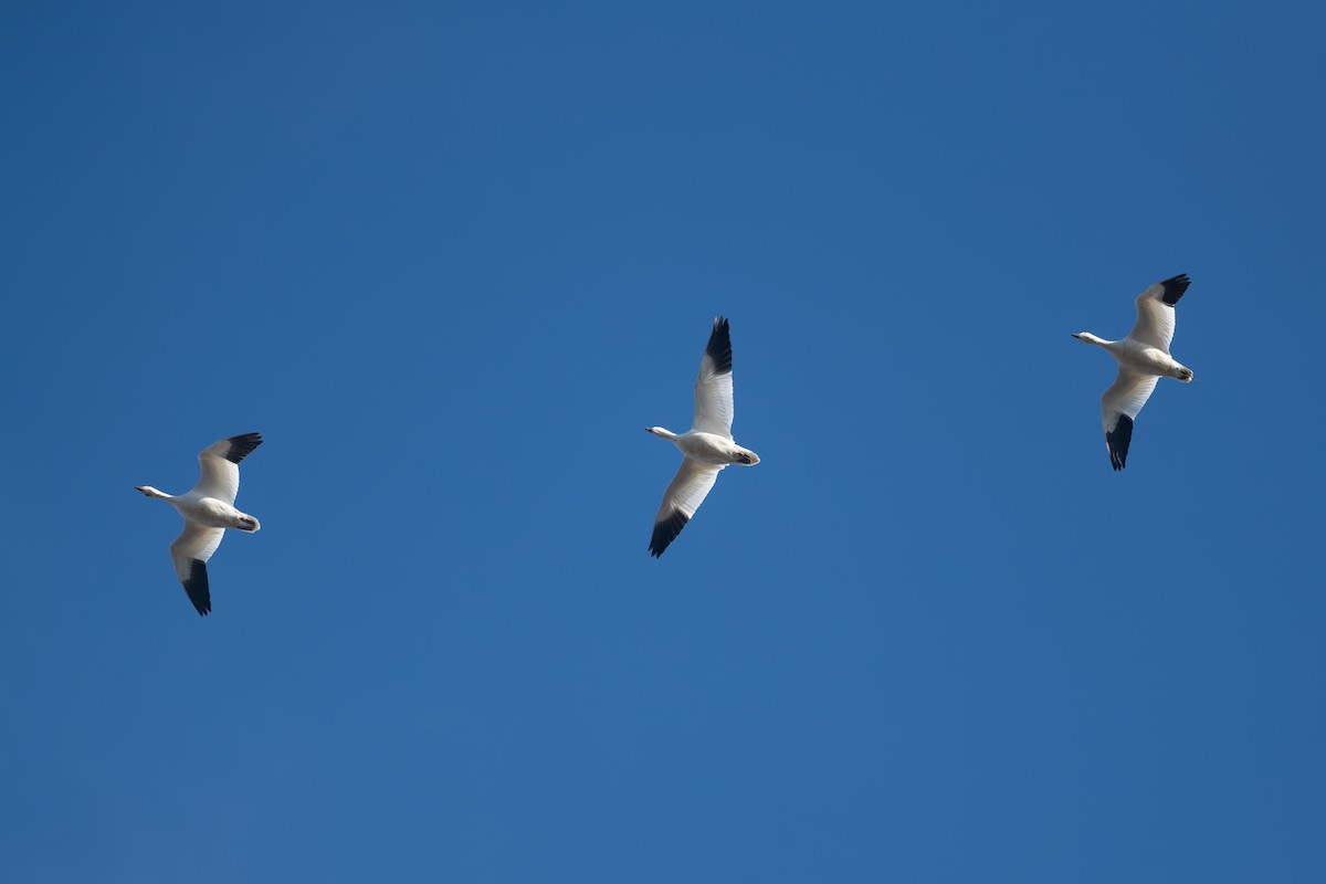 Snow Goose - ML633889596