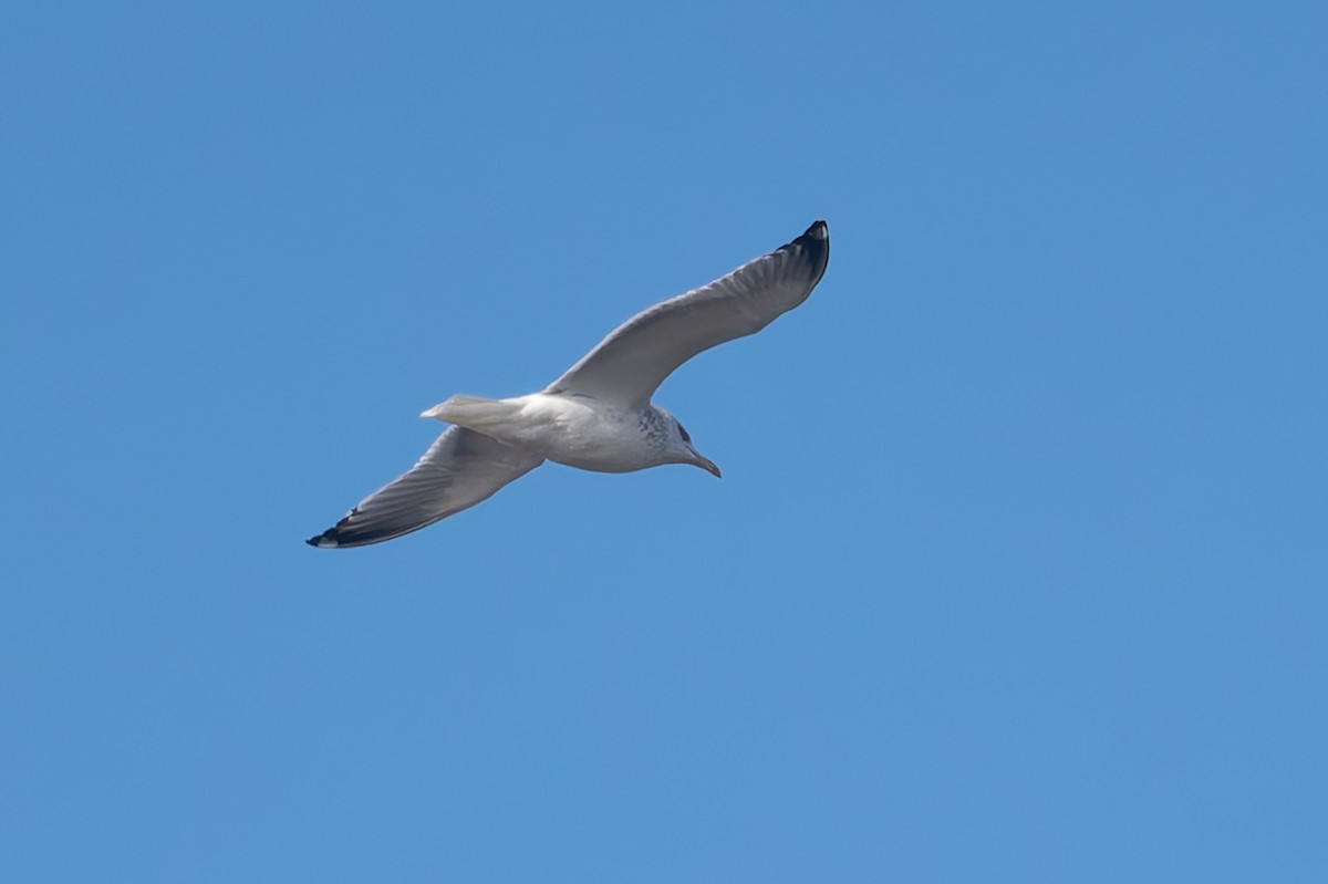 California Gull - ML633889601