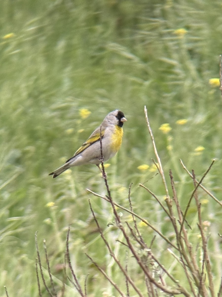 Lawrence's Goldfinch - ML633889655