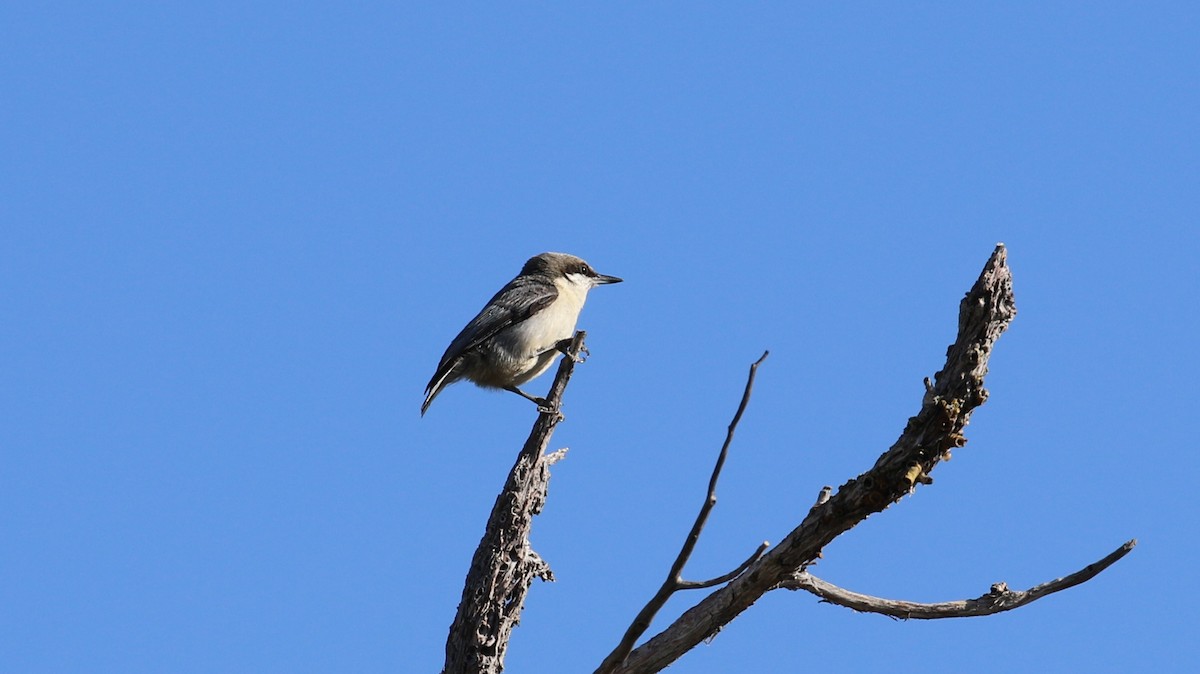 Pygmy Nuthatch - ML633889721