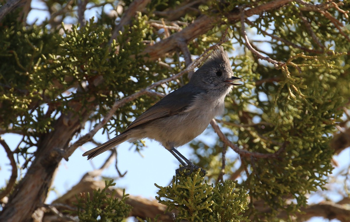 Juniper Titmouse - ML633889819