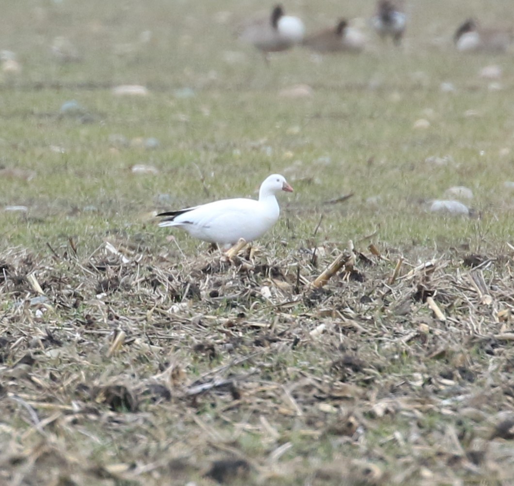 Ross's Goose - ML633889820
