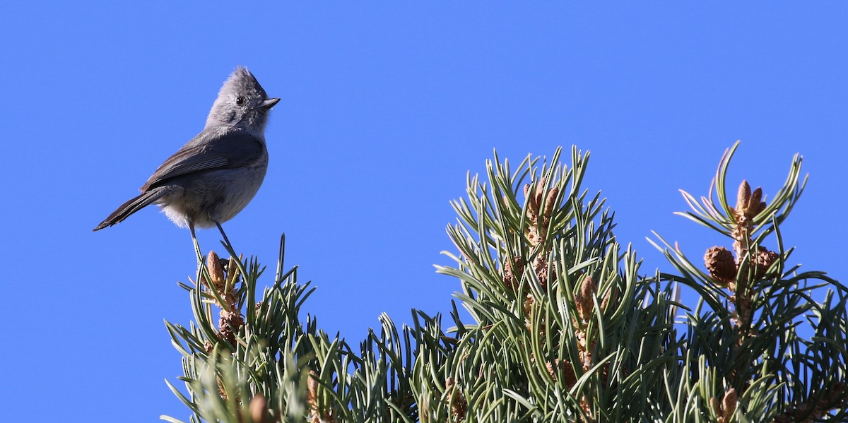 Juniper Titmouse - ML633889859