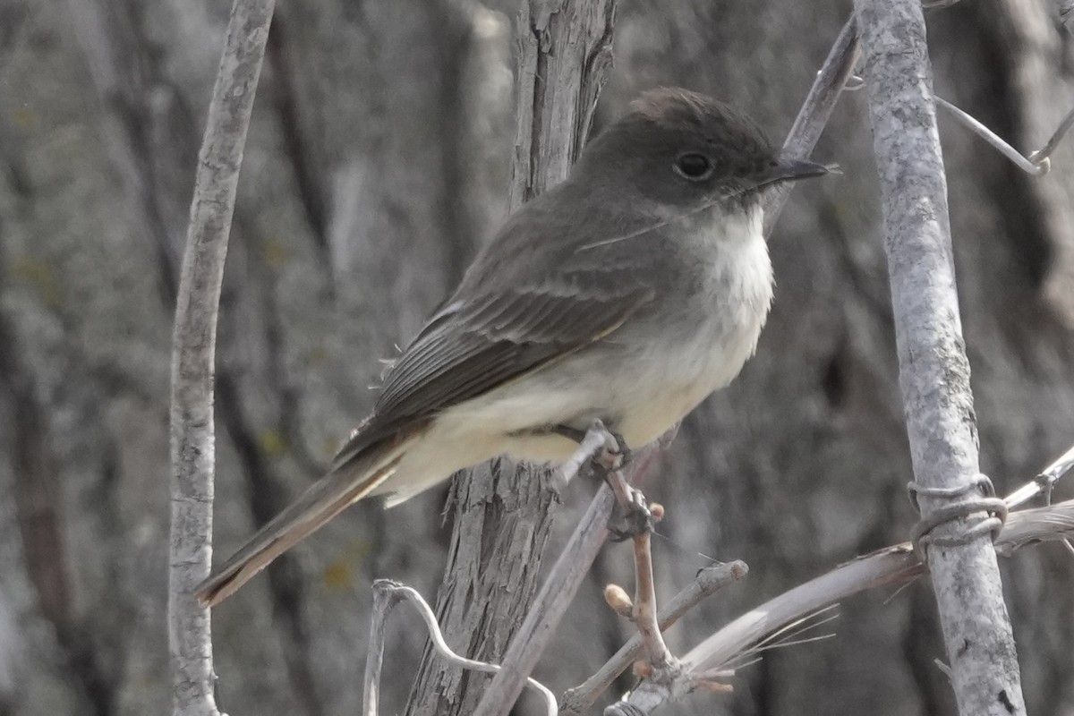 Eastern Phoebe - ML633889968