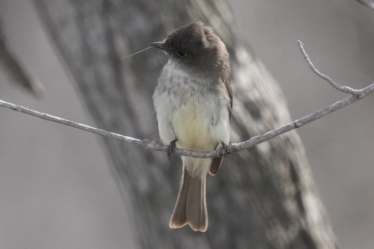 Eastern Phoebe - ML633889969