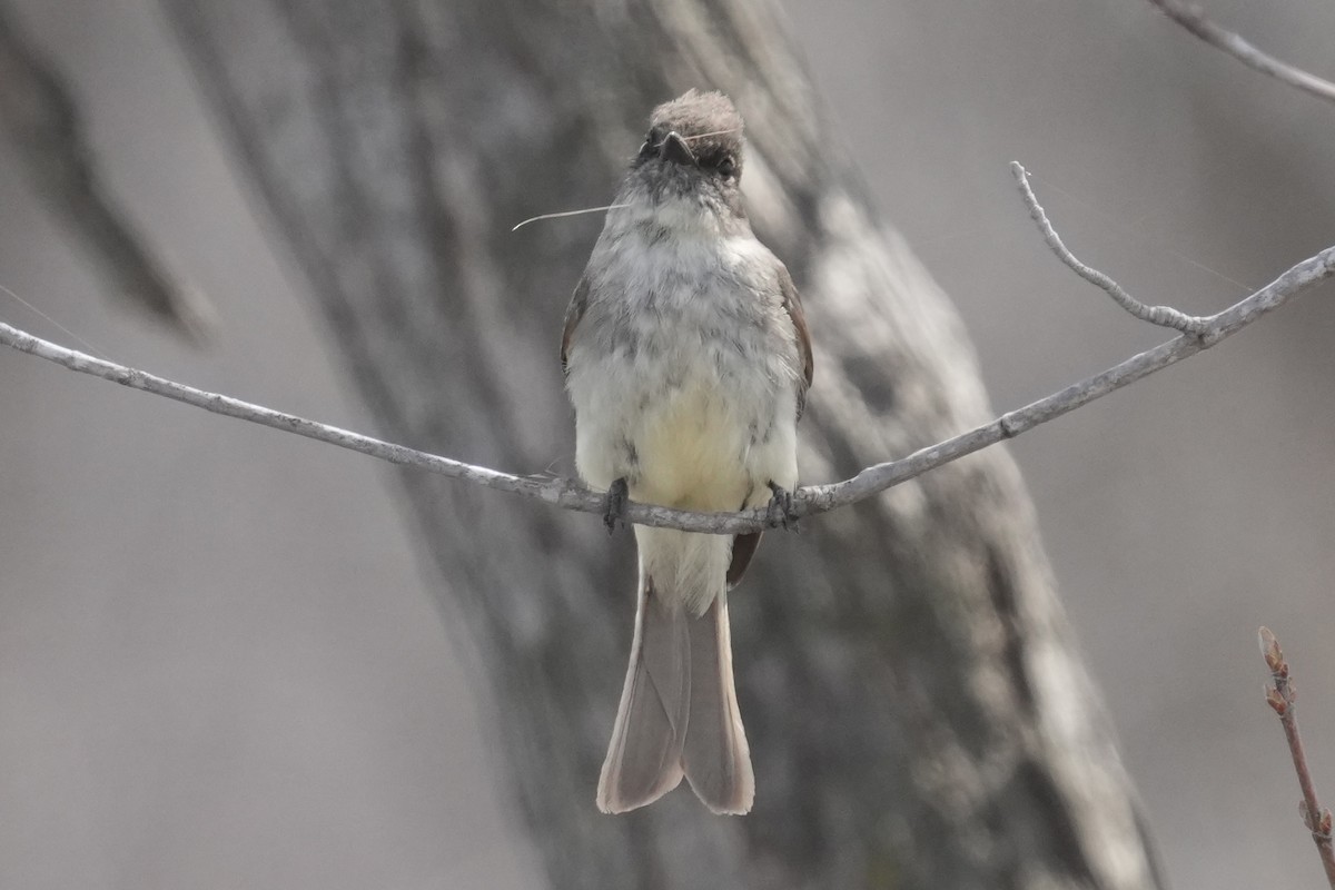 Eastern Phoebe - ML633889970
