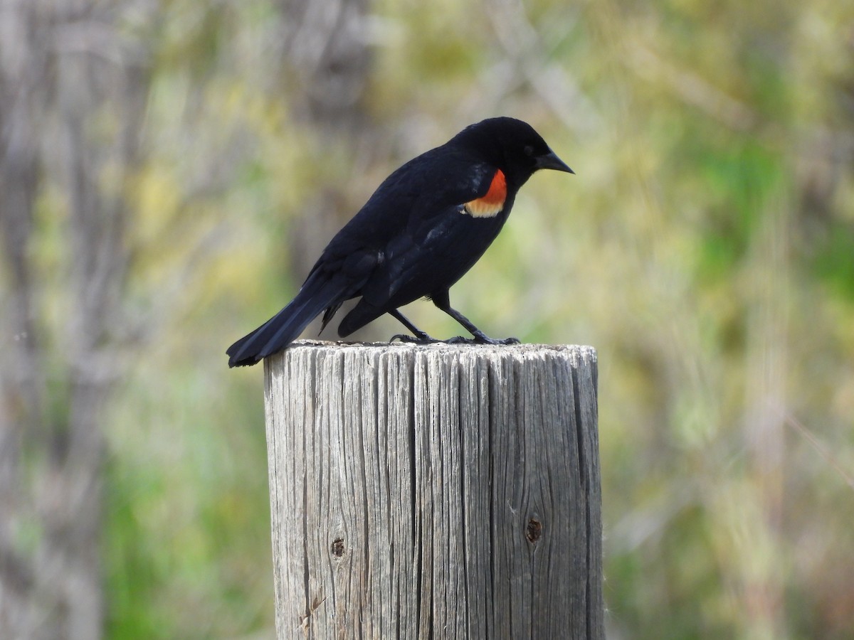 Red-winged Blackbird - ML633890090