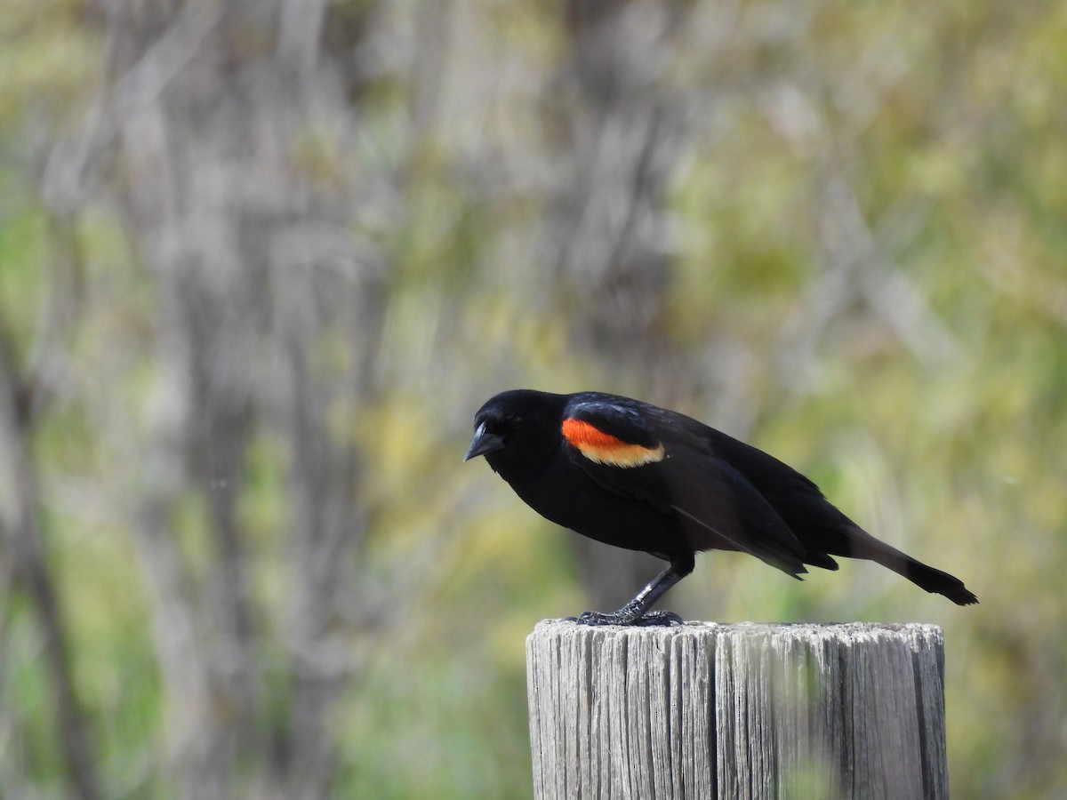 Red-winged Blackbird - ML633890091