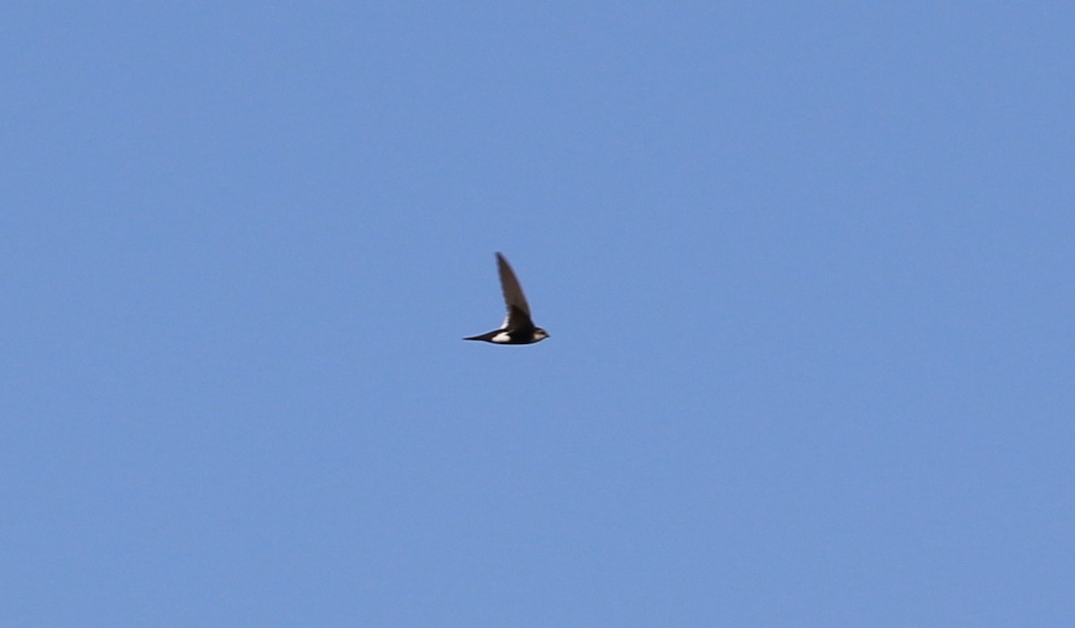 White-throated Swift - ML633890210