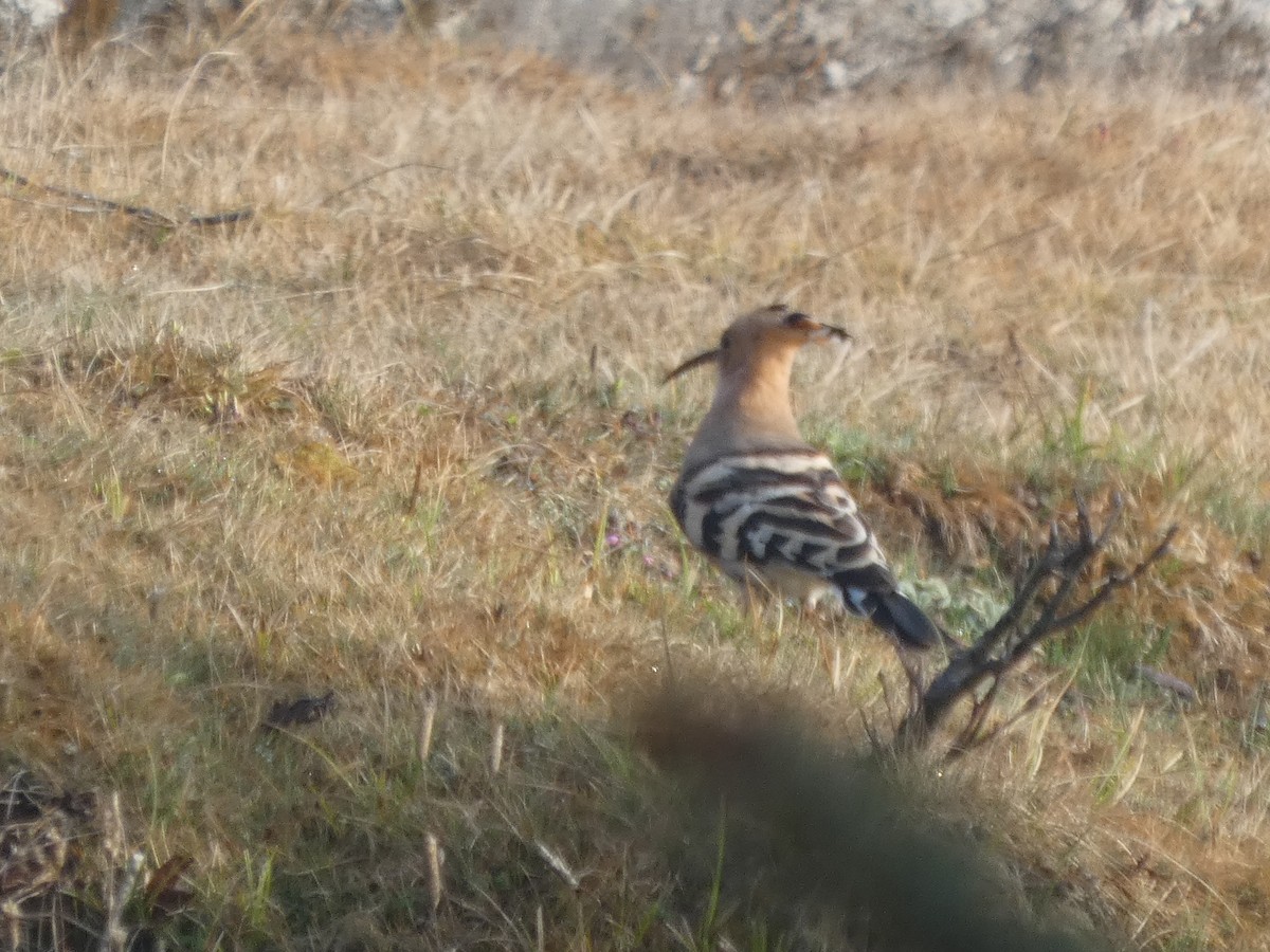 Eurasian Hoopoe - ML633890282
