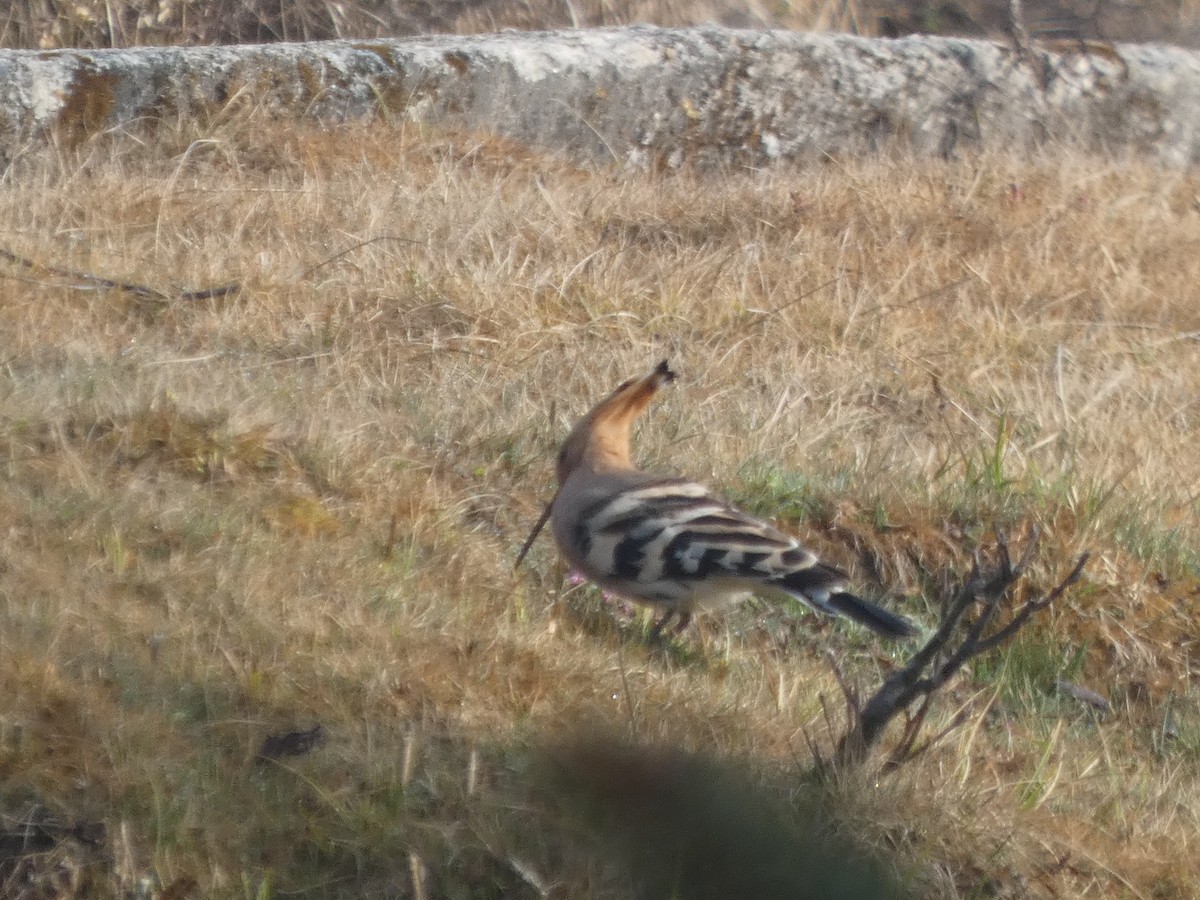 Eurasian Hoopoe - ML633890310