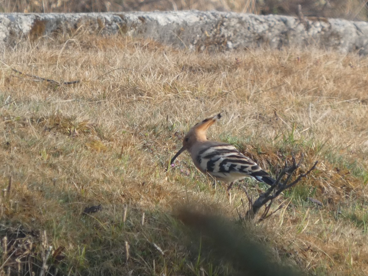 Eurasian Hoopoe - ML633890311