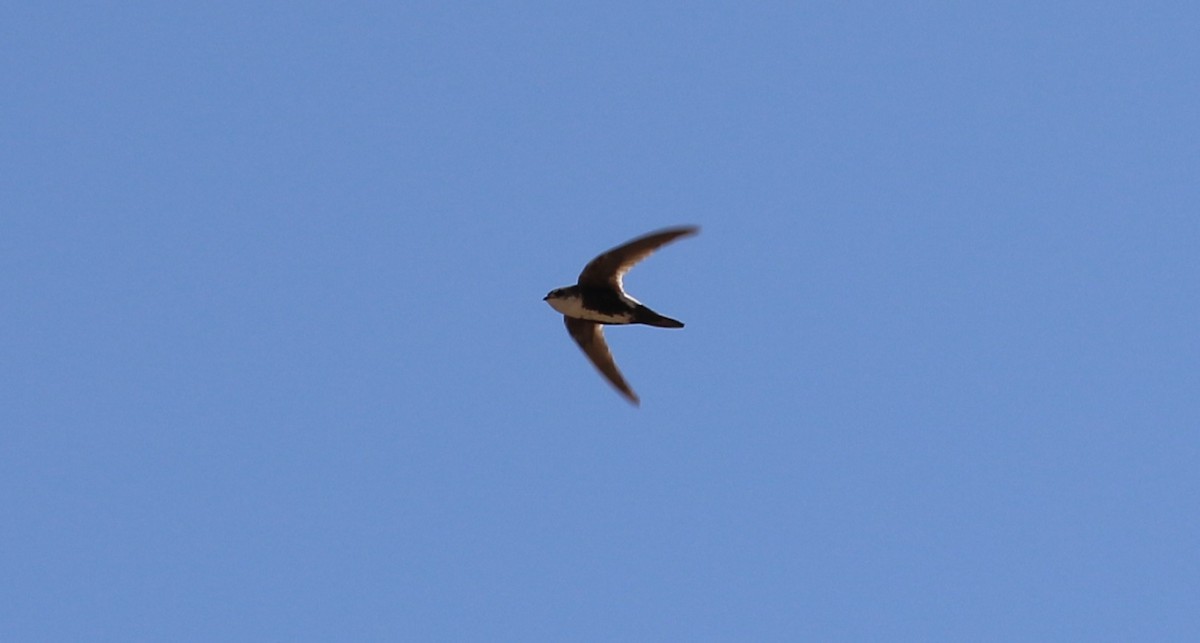 White-throated Swift - ML633890326