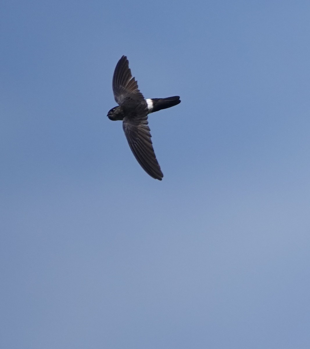 コビトアナツバメ - ML633890866