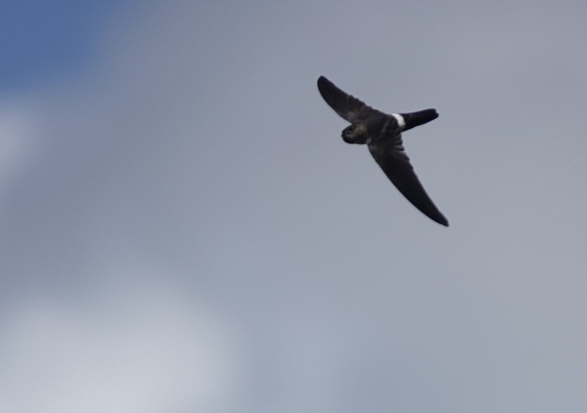 コビトアナツバメ - ML633890872