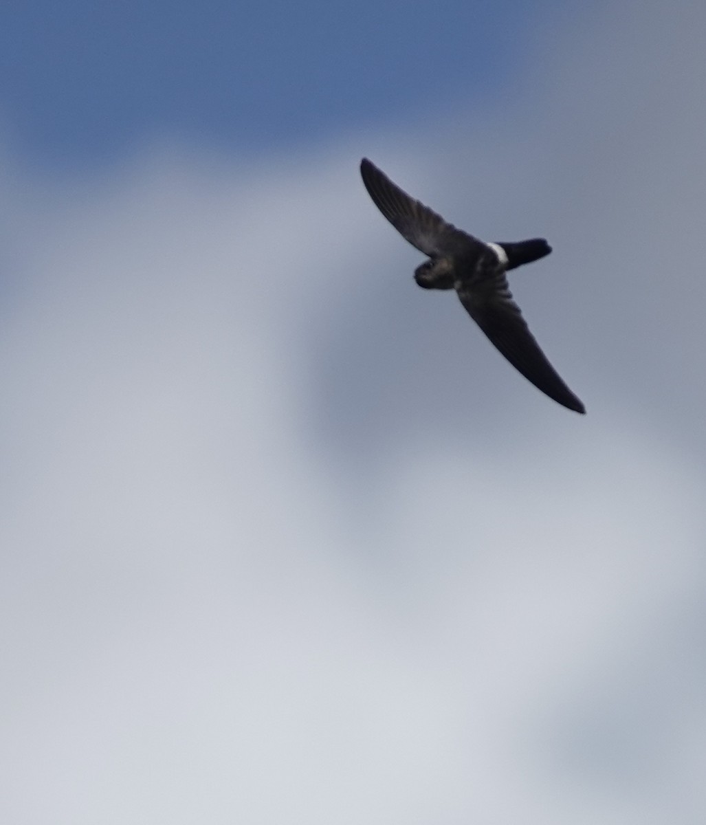 コビトアナツバメ - ML633890873