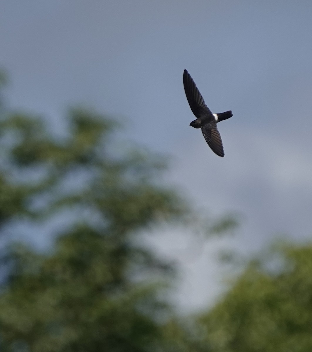 コビトアナツバメ - ML633890877