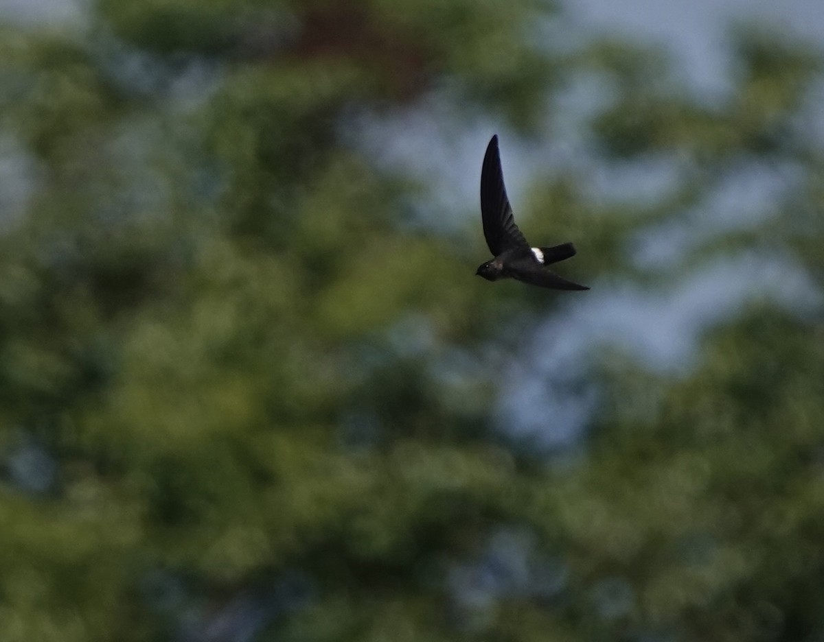 コビトアナツバメ - ML633890878