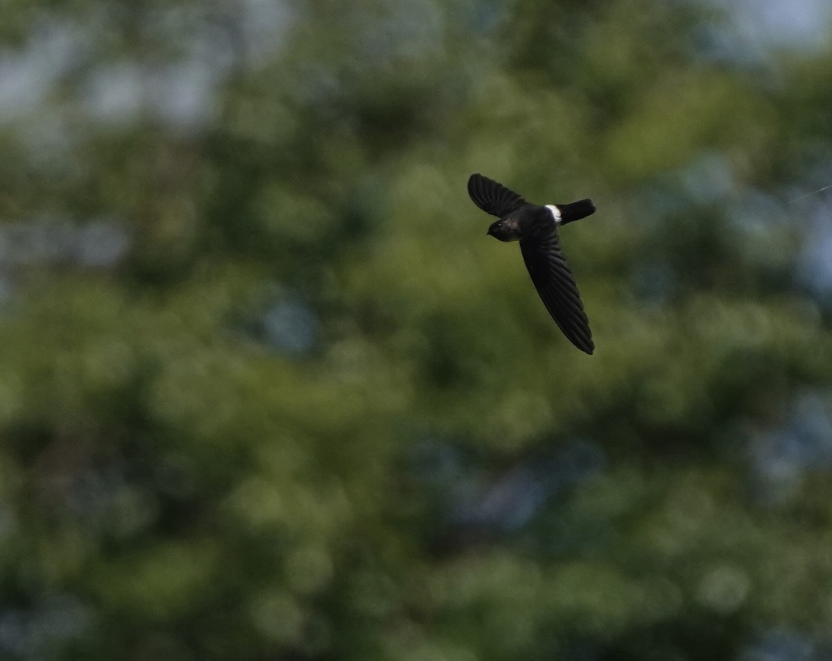 コビトアナツバメ - ML633890879