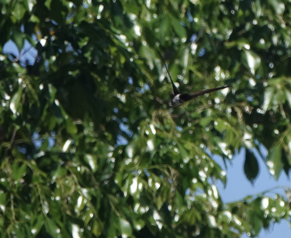 コビトアナツバメ - ML633890880