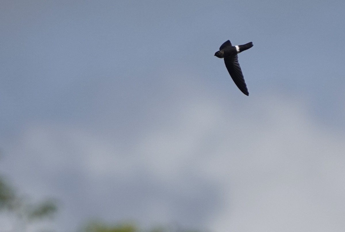 コビトアナツバメ - ML633890881