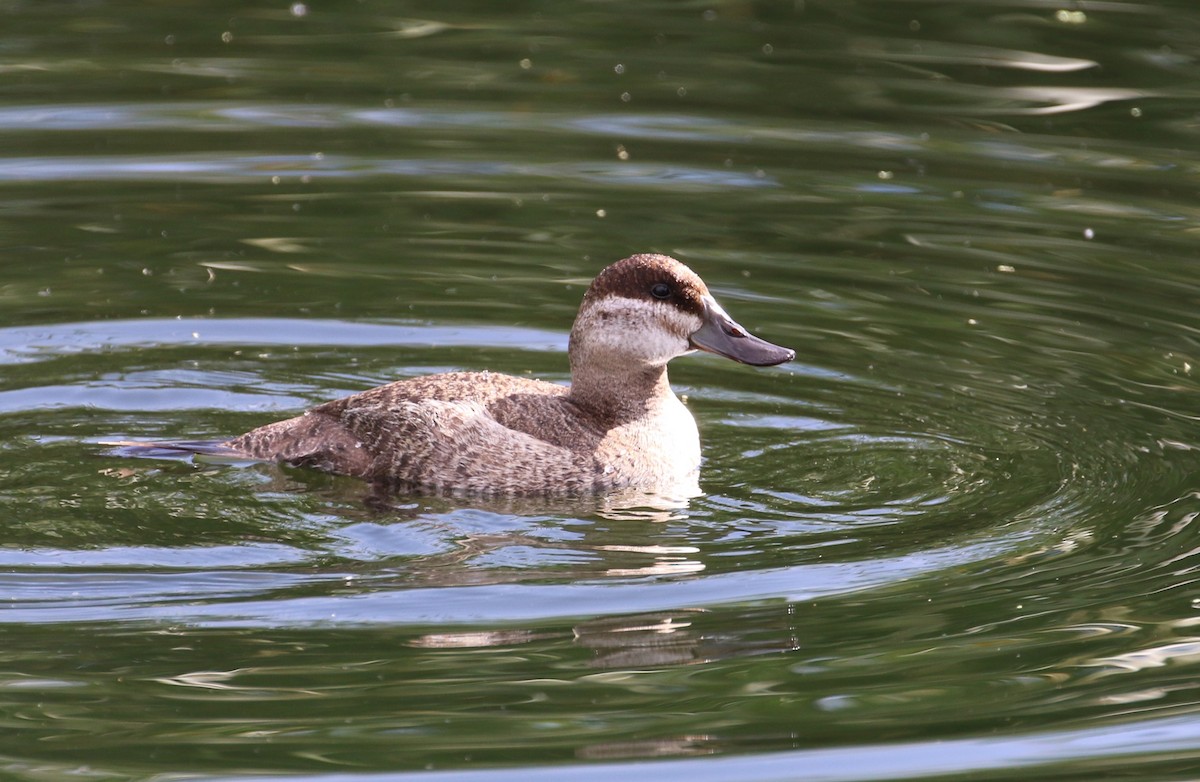 Ruddy Duck - ML633890903