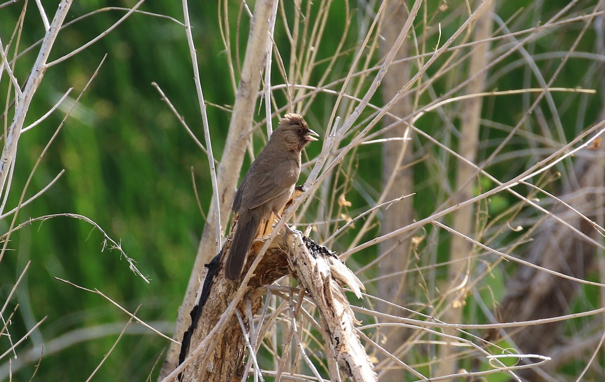 Abert's Towhee - ML633890912