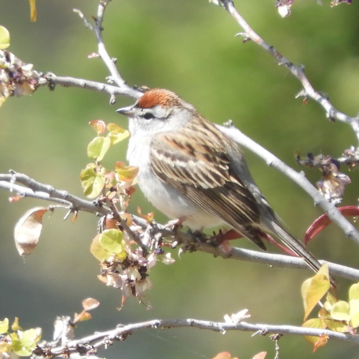 Chipping Sparrow - ML633890940
