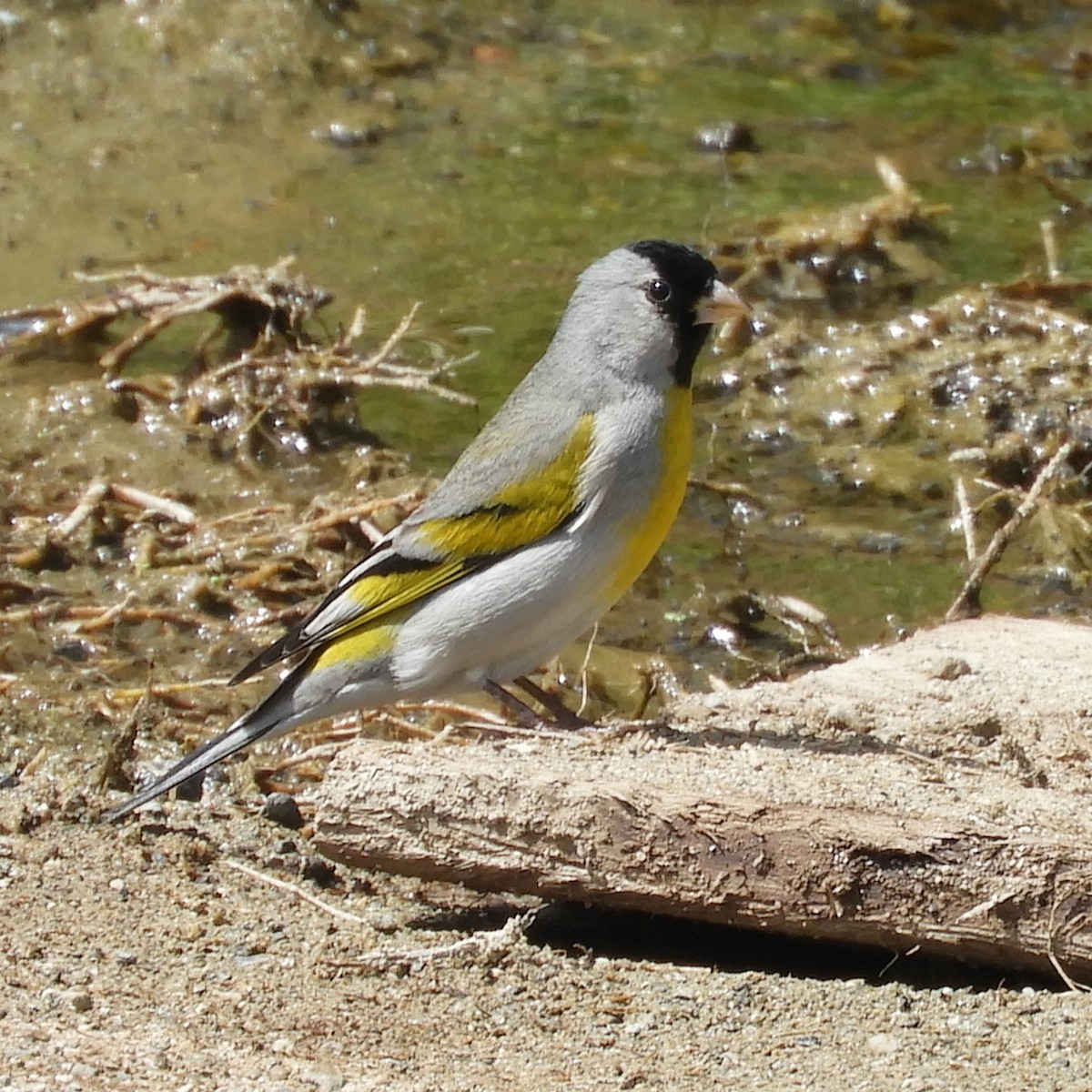 Lawrence's Goldfinch - ML633890958