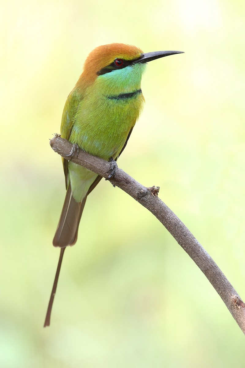 Asian Green Bee-eater - ML633891176