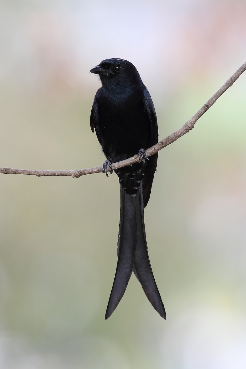 Black Drongo - ML633891180