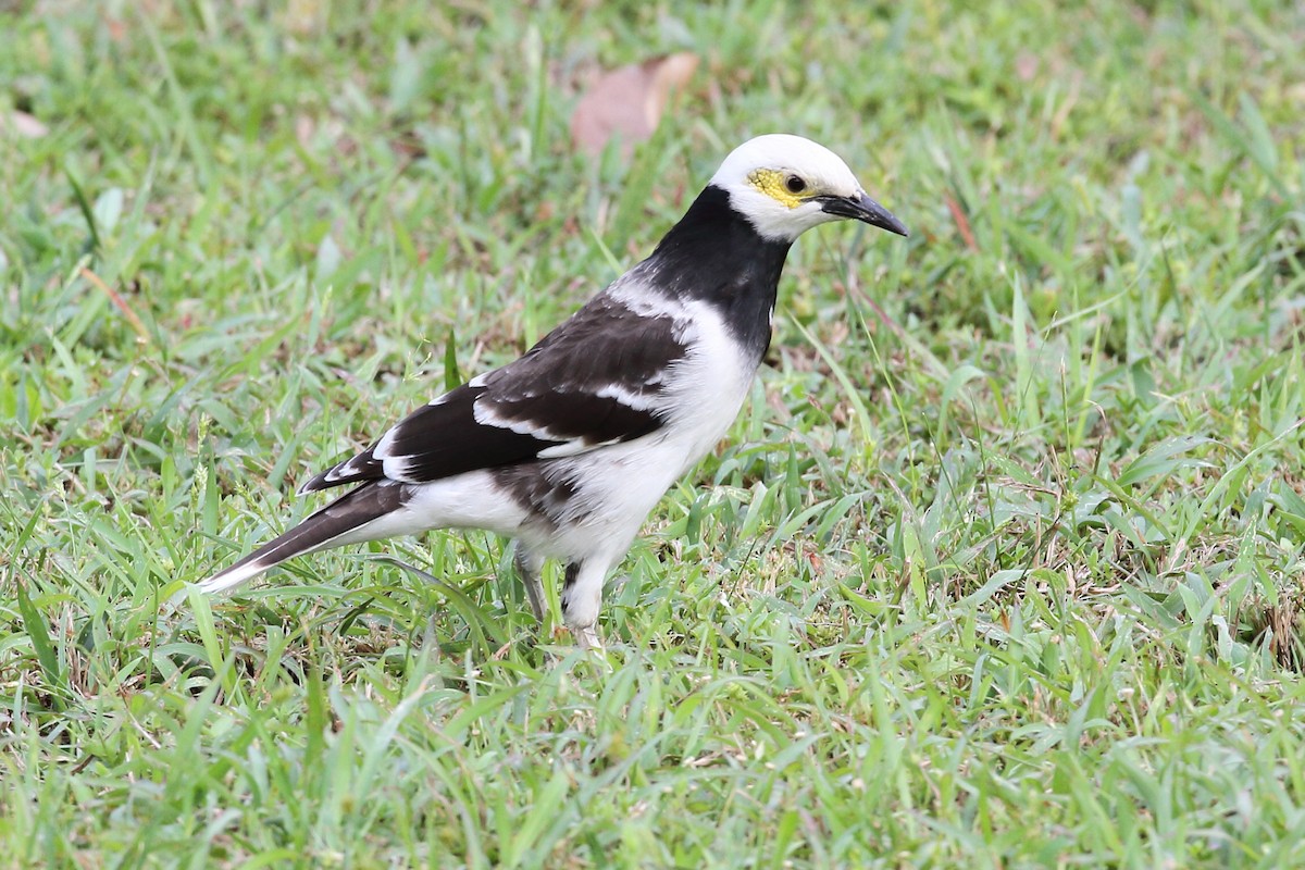 Black-collared Starling - ML633891183
