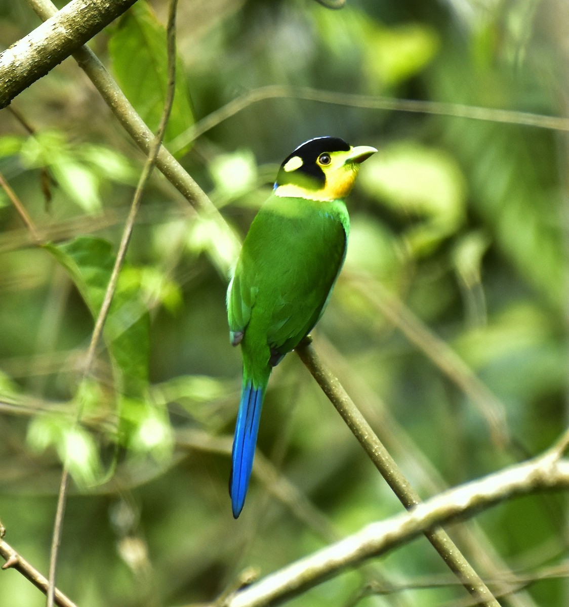 langstjertbrednebb - ML633891194