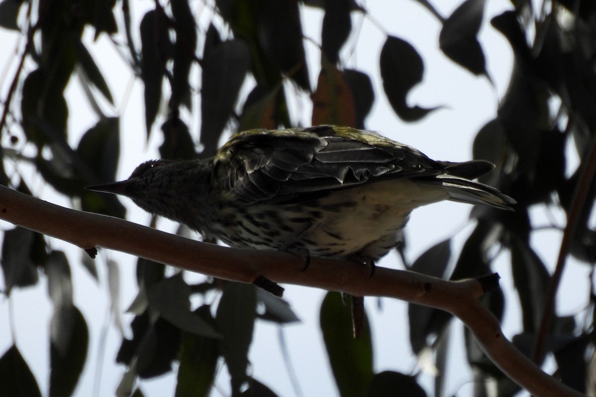 Olive-backed Oriole - ML633891275