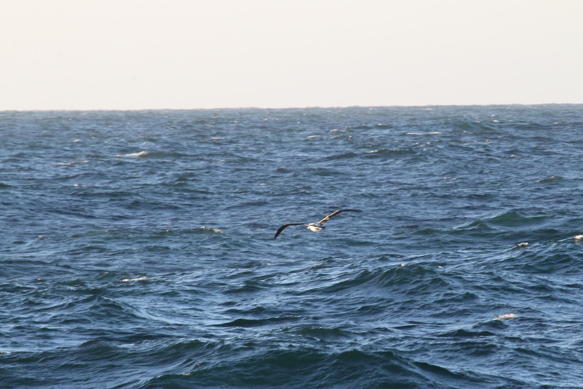 large albatross sp. - ML633891349