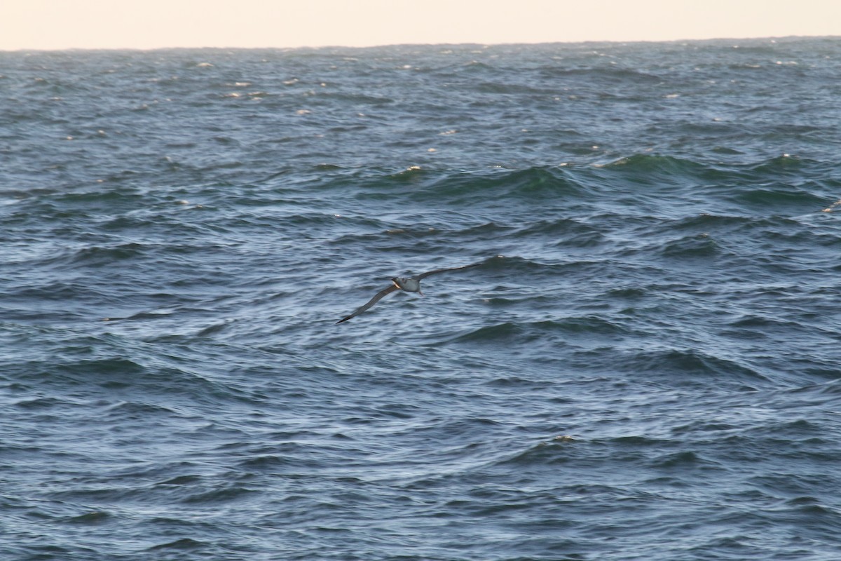 large albatross sp. - ML633891352