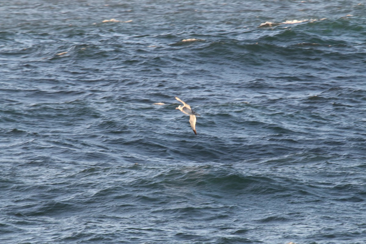 large albatross sp. - ML633891354