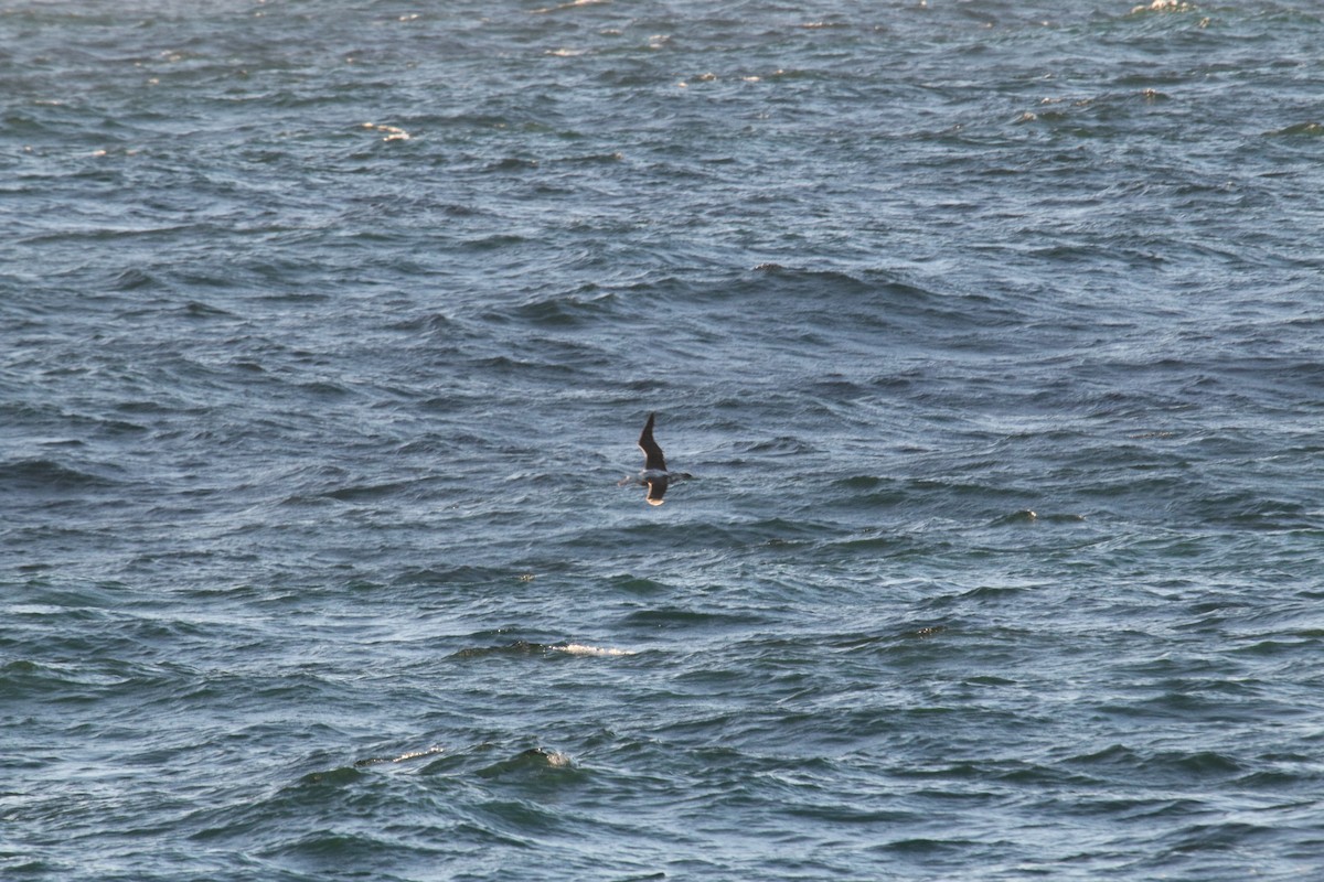 large albatross sp. - ML633891355