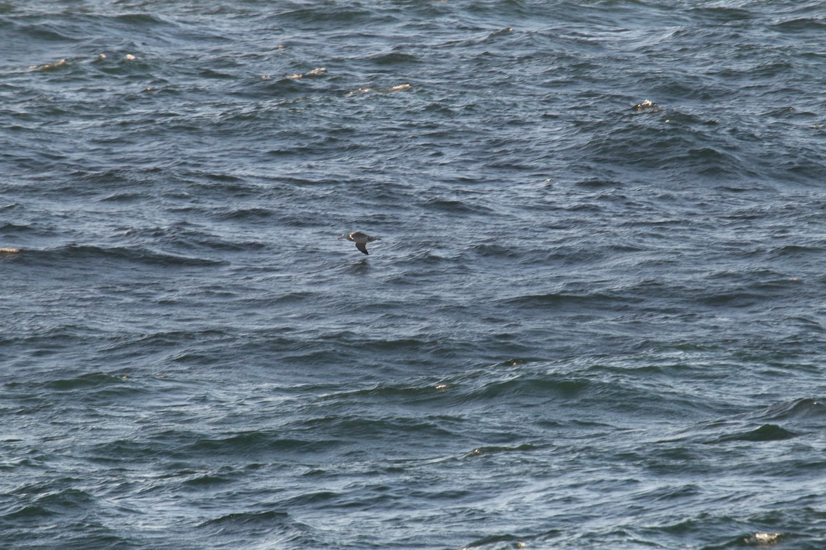large albatross sp. - ML633891356
