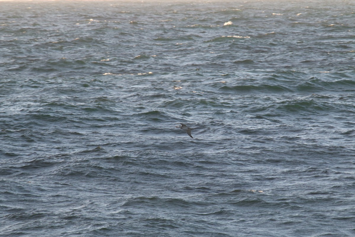 large albatross sp. - ML633891360