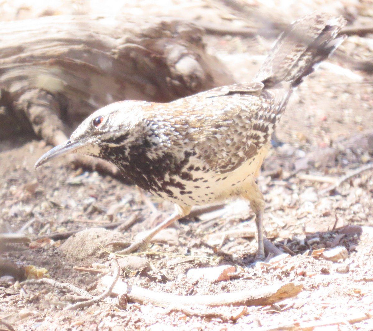 Cactus Wren - ML633891470