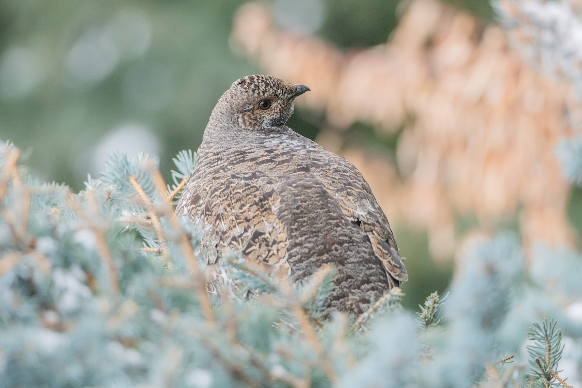 eBird Checklist - 1 Apr 2025 - Wanderlust Ranch - 7 species