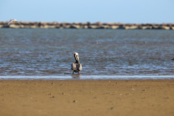 Brown Pelican - ML633891710